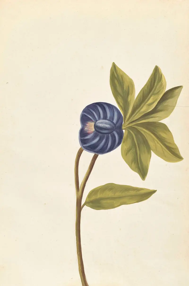 Plantes etrang par Aubriet Pl.046 av Claude Aubriet