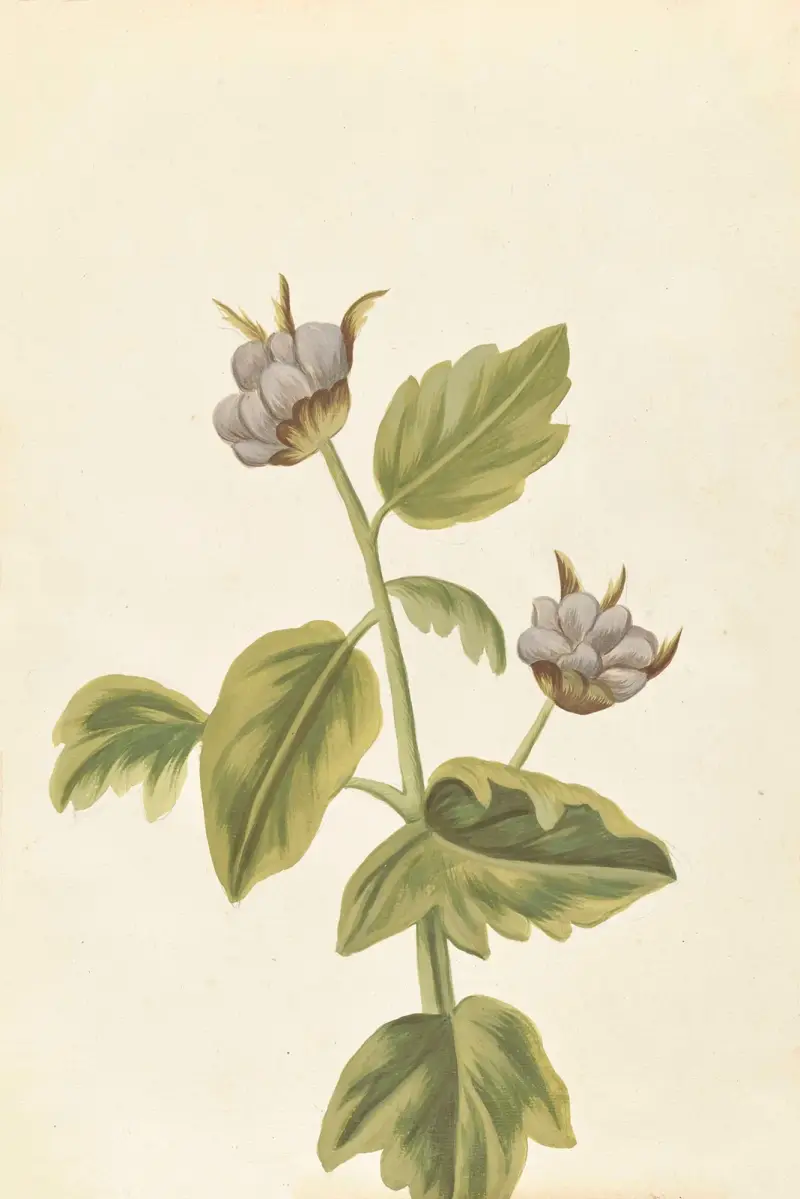 Plantes etrang par Aubriet Pl.049 av Claude Aubriet