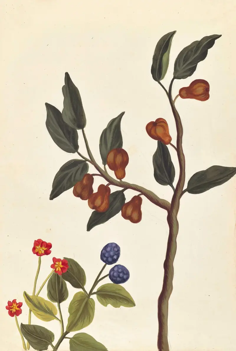 Plantes etrang par Aubriet Pl.050 av Claude Aubriet