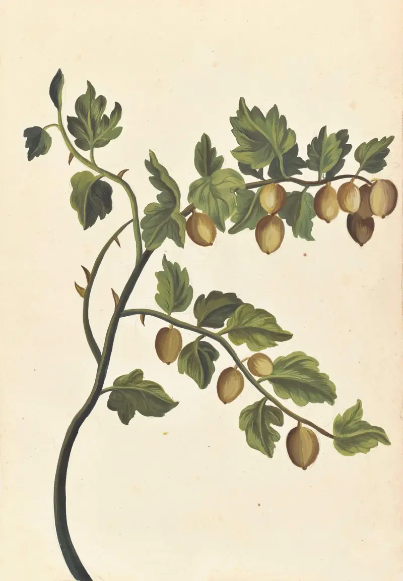 Plantes etrang par Aubriet Pl.051 av Claude Aubriet