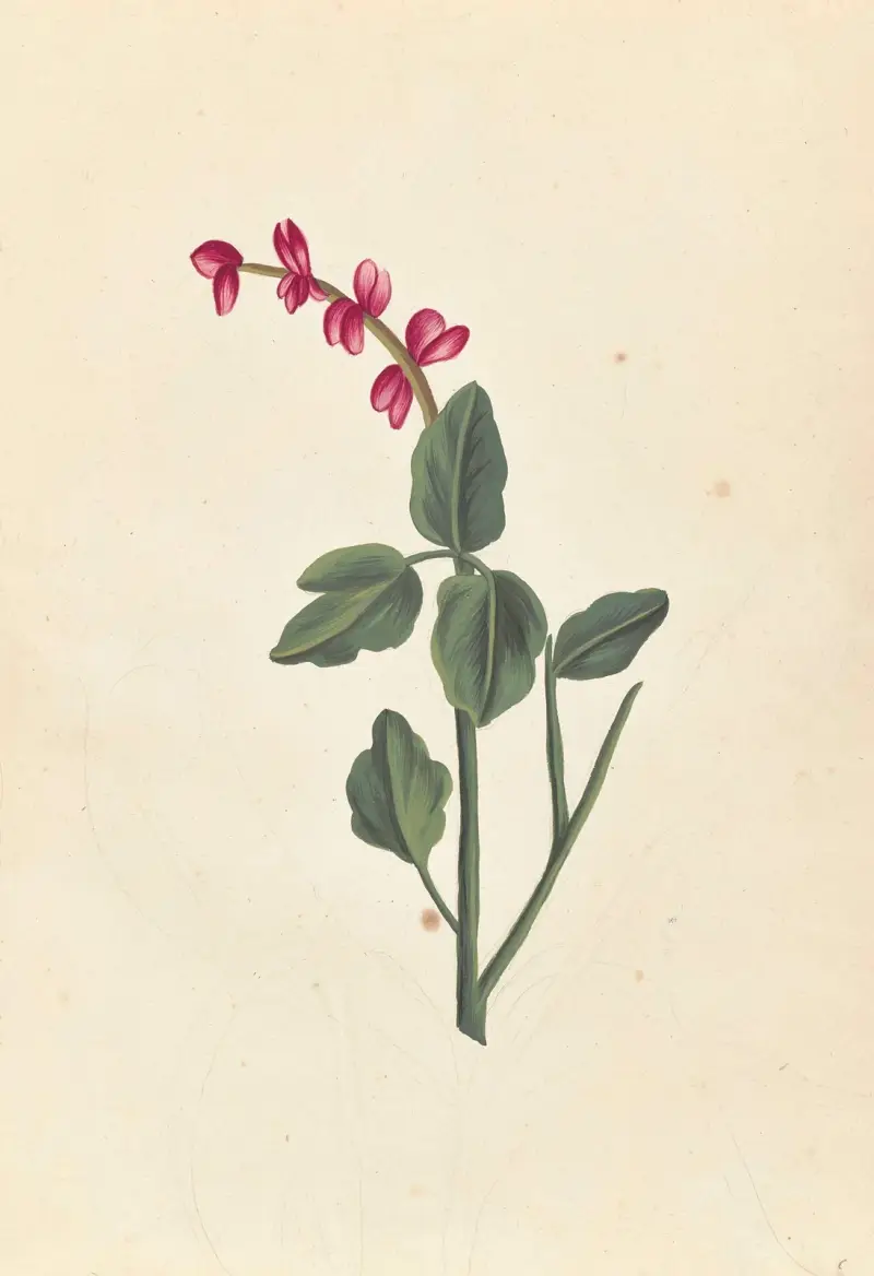 Plantes etrang par Aubriet Pl.053 av Claude Aubriet
