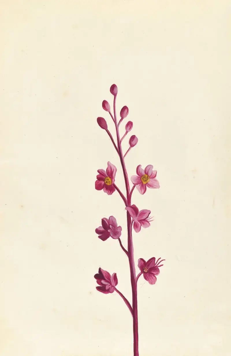 Plantes etrang par Aubriet Pl.055 av Claude Aubriet