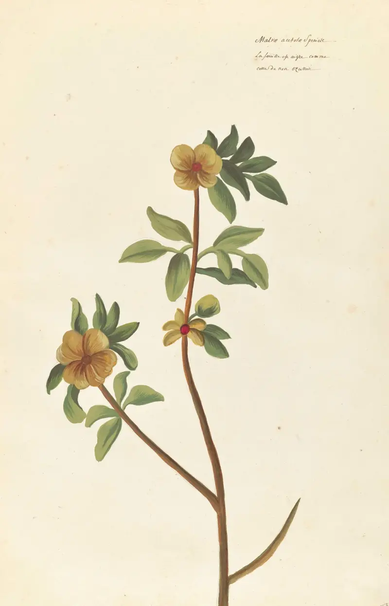 Plantes etrang par Aubriet Pl.056 av Claude Aubriet