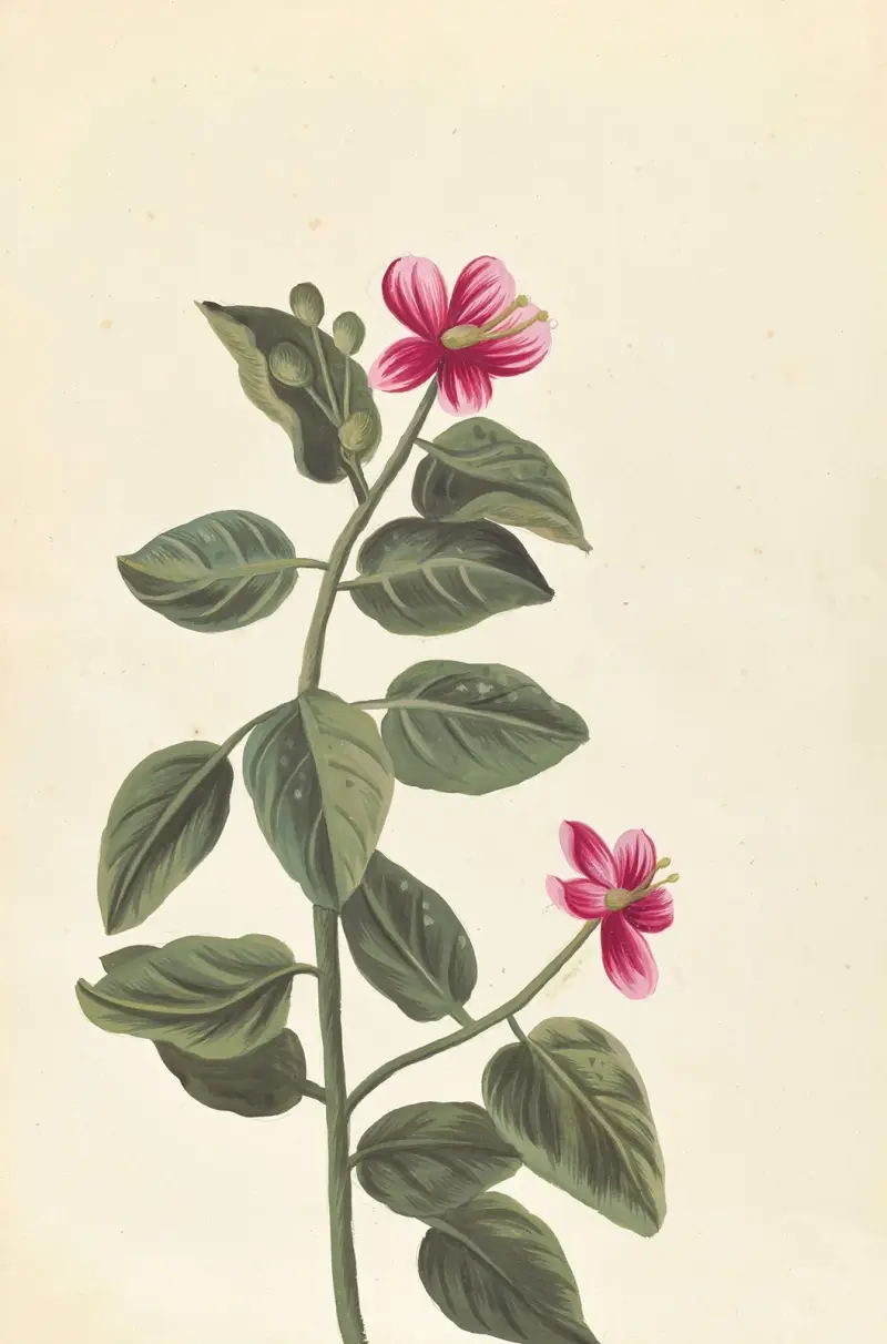 Främmande växter (Plantes etrang), plansch 057 av Claude Aubriet