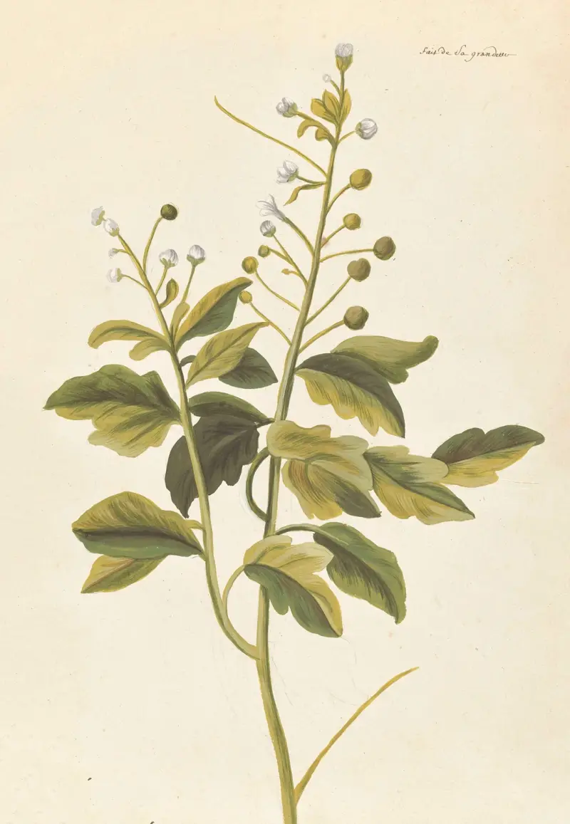 Främmande växt par Aubriet plansch 059 av Claude Aubriet
