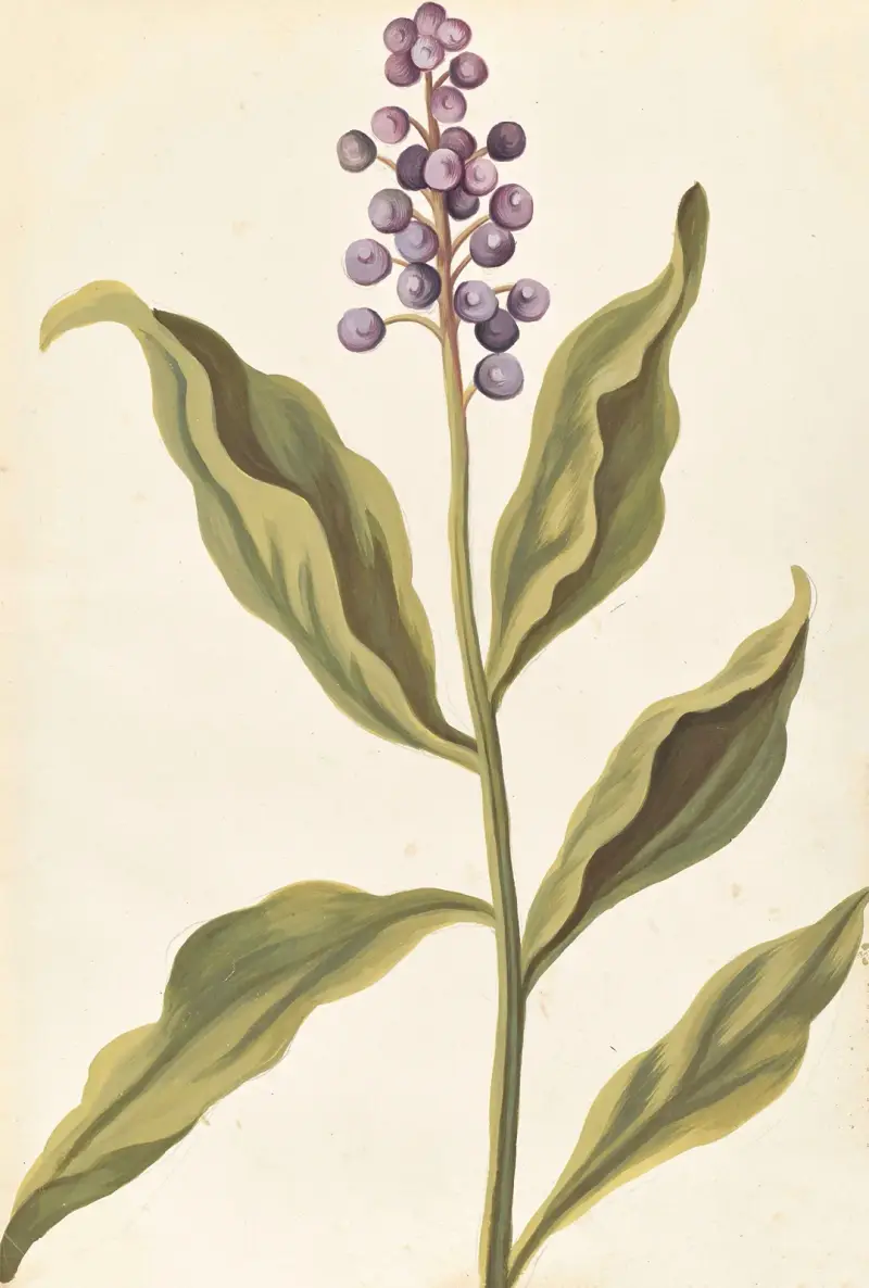 Plantes etrang par Aubriet Pl.060 av Claude Aubriet