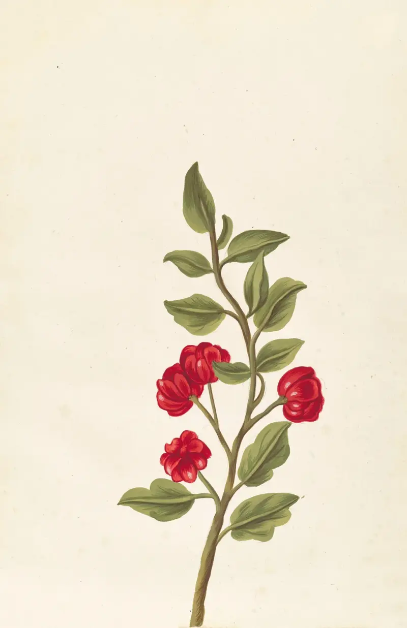Plantes etrang par Aubriet Pl.063 av Claude Aubriet