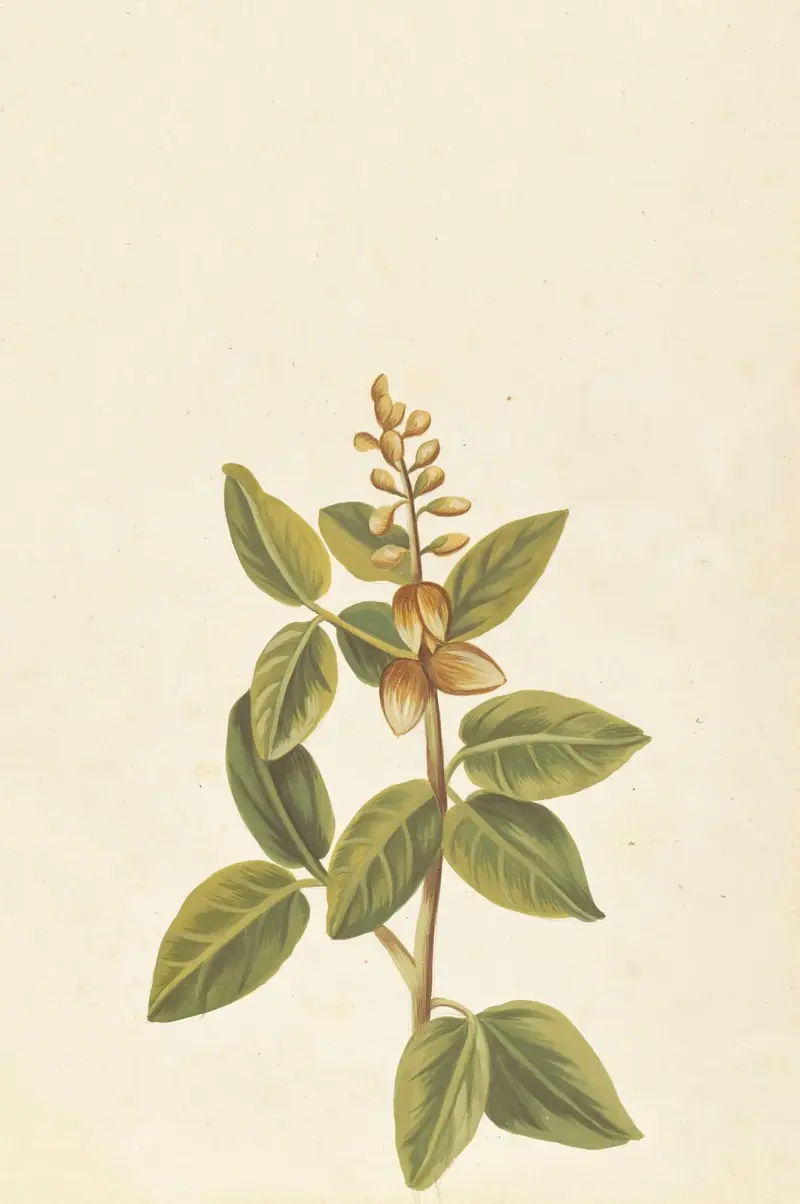 Fremde Pflanzen von Aubriet Taf. 065 von Claude Aubriet
