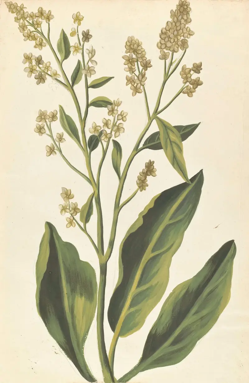 Plantes etrang par Aubriet Pl.067 av Claude Aubriet