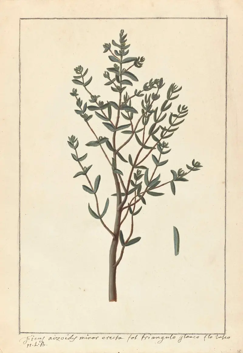 Plantes etrang par Aubriet Pl.068 av Claude Aubriet