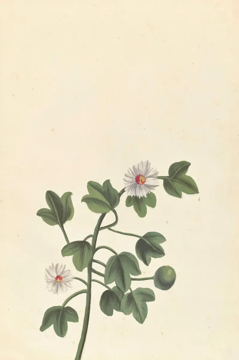Främmande växt (Plantes étrangères, pl. 069) av Claude Aubriet