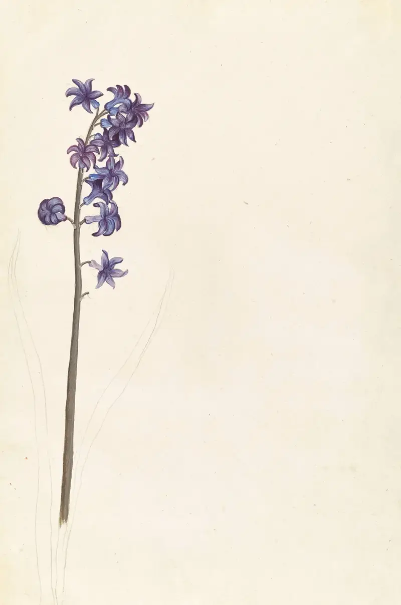 Främmande växter, plansch 070 av Claude Aubriet
