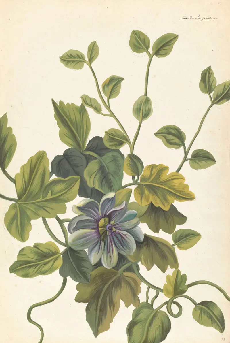Plantes etrang par Aubriet Pl.071 av Claude Aubriet