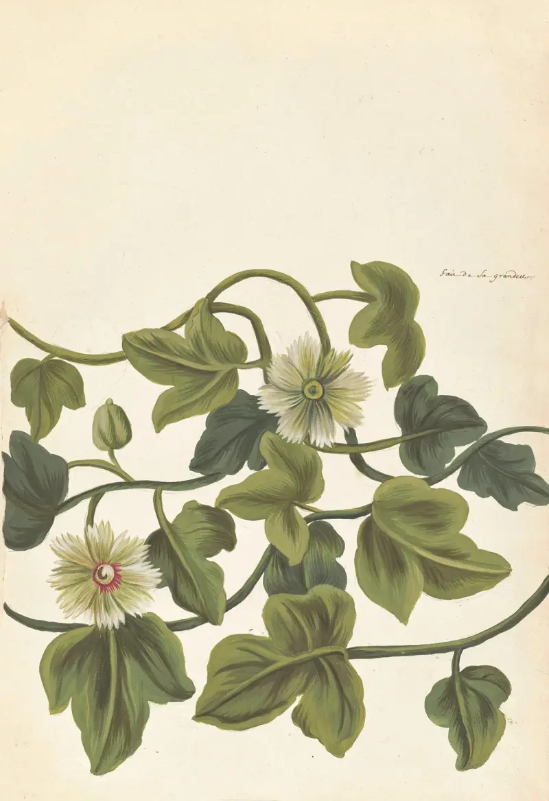 Plantes etrang par Aubriet Pl.073 av Claude Aubriet