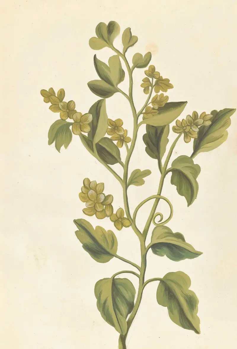 Främmande växter par Aubriet pl. 074 av Claude Aubriet