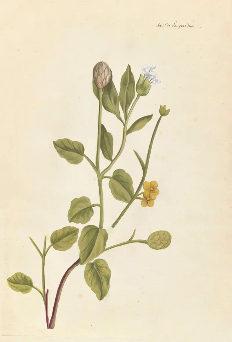Främmande växter (Plantes etrang), plansch 079 av Claude Aubriet