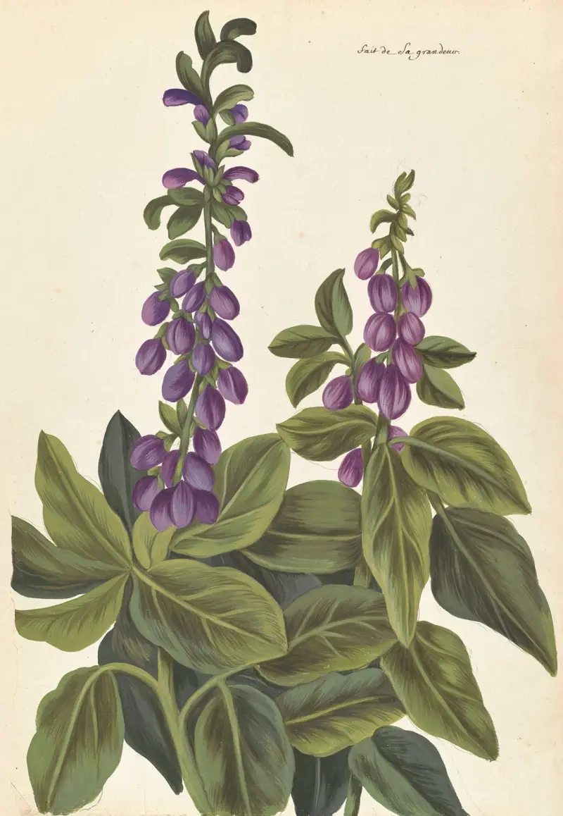 Plantes etrang par Aubriet Pl.080 av Claude Aubriet