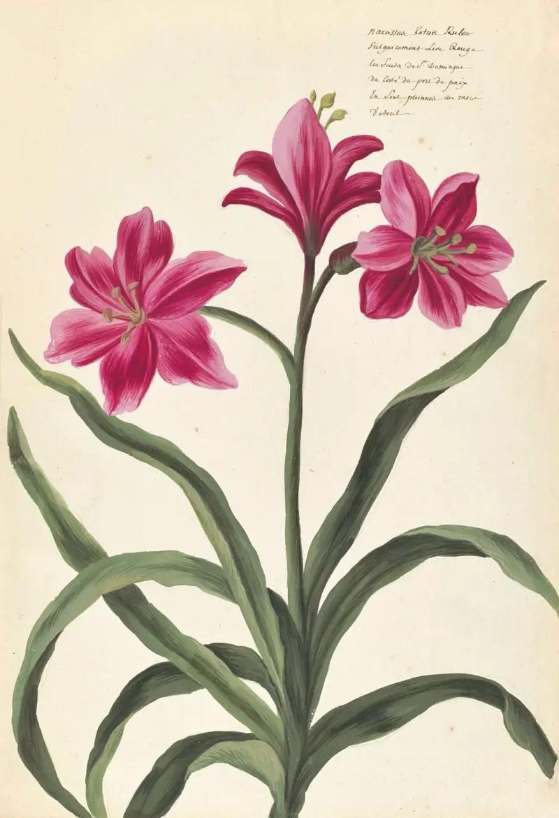 Främmande växter, plansch 81 av Claude Aubriet