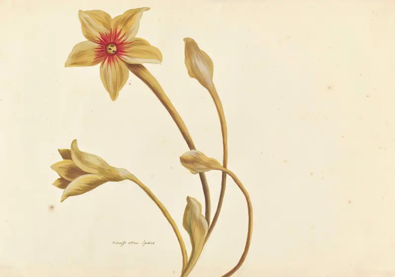 Plantes etrang par Aubriet Pl.082 av Claude Aubriet