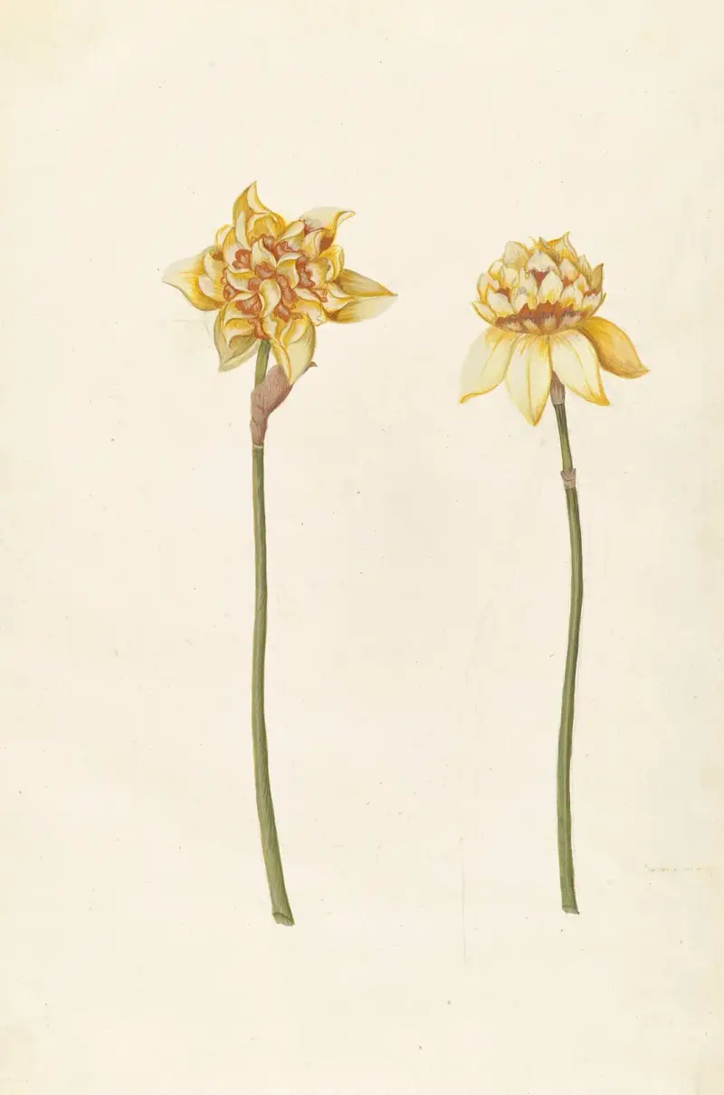 Plantes etrang par Aubriet Pl.084 av Claude Aubriet