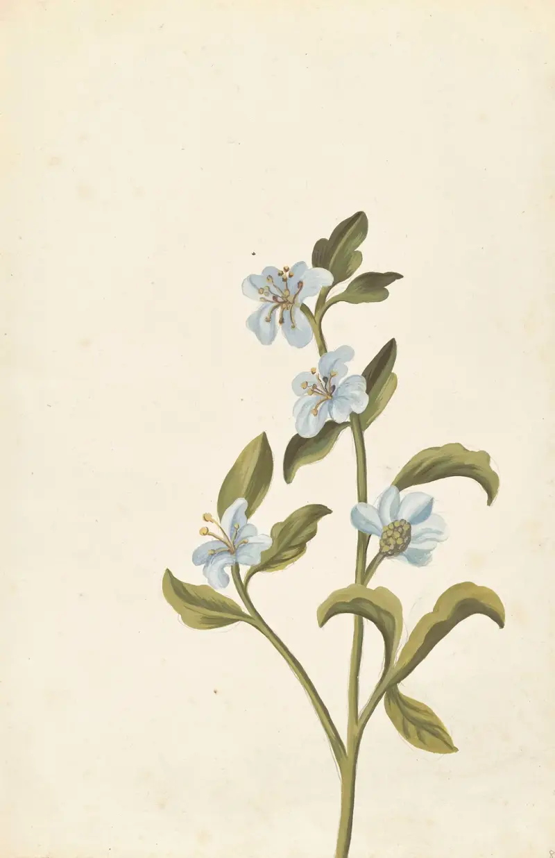 Främmande växter, plansch 085 av Claude Aubriet