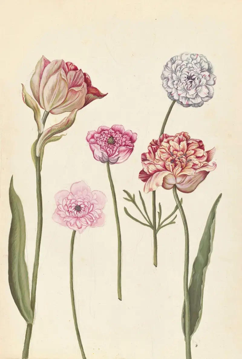 Plantes etrang par Aubriet Pl.087 av Claude Aubriet