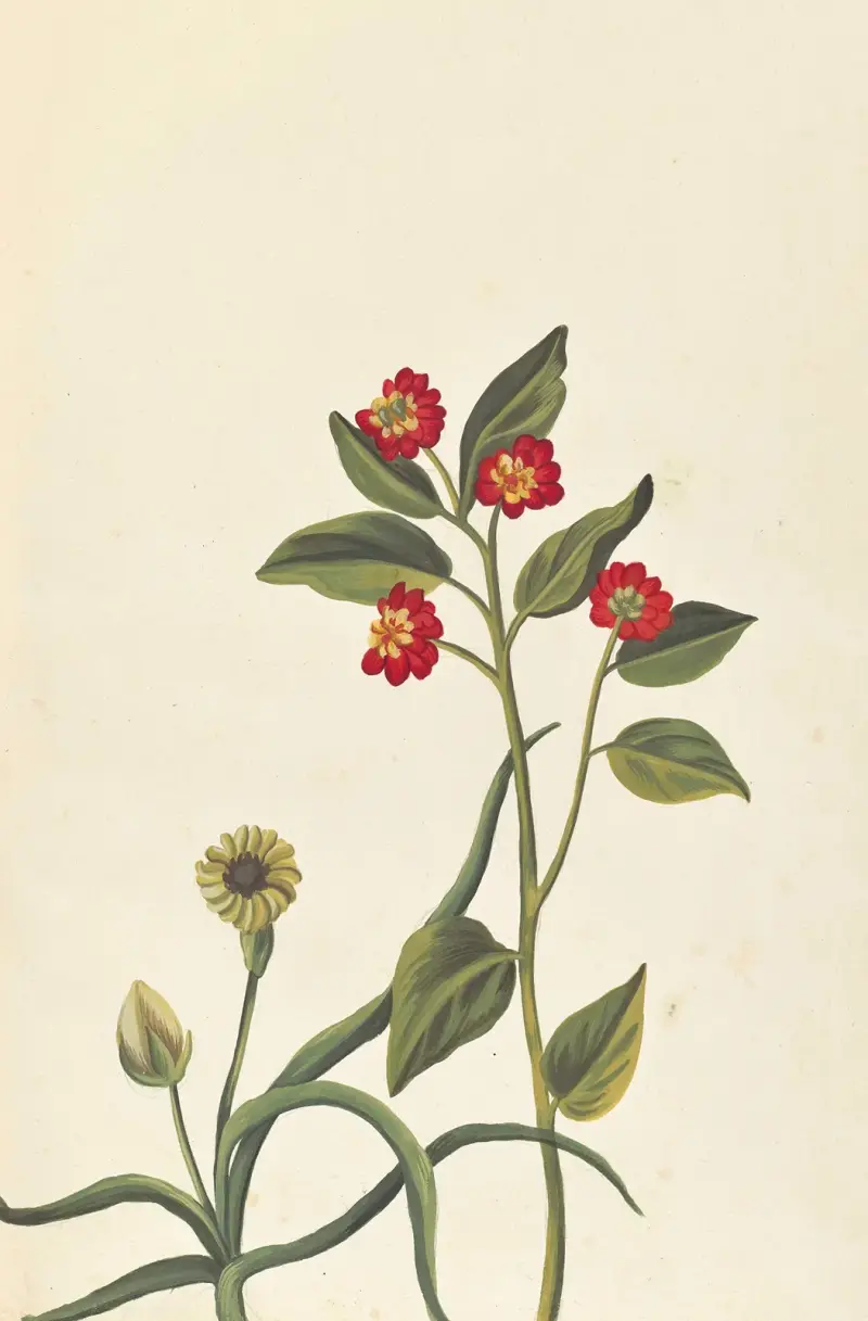 Främmande växter, plansch 088 av Claude Aubriet
