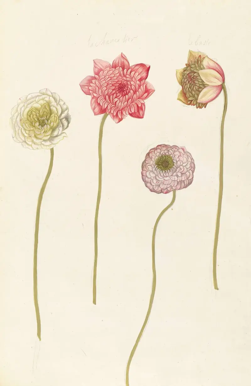 Fremde Pflanzen (Plantes etrang), Tafel 089 von Claude Aubriet