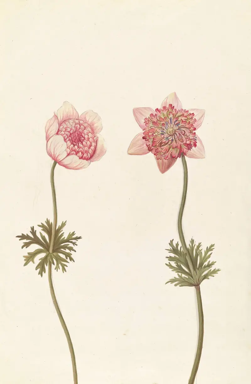 Främmande växter (Plantes étrangères), plansch 090 av Claude Aubriet