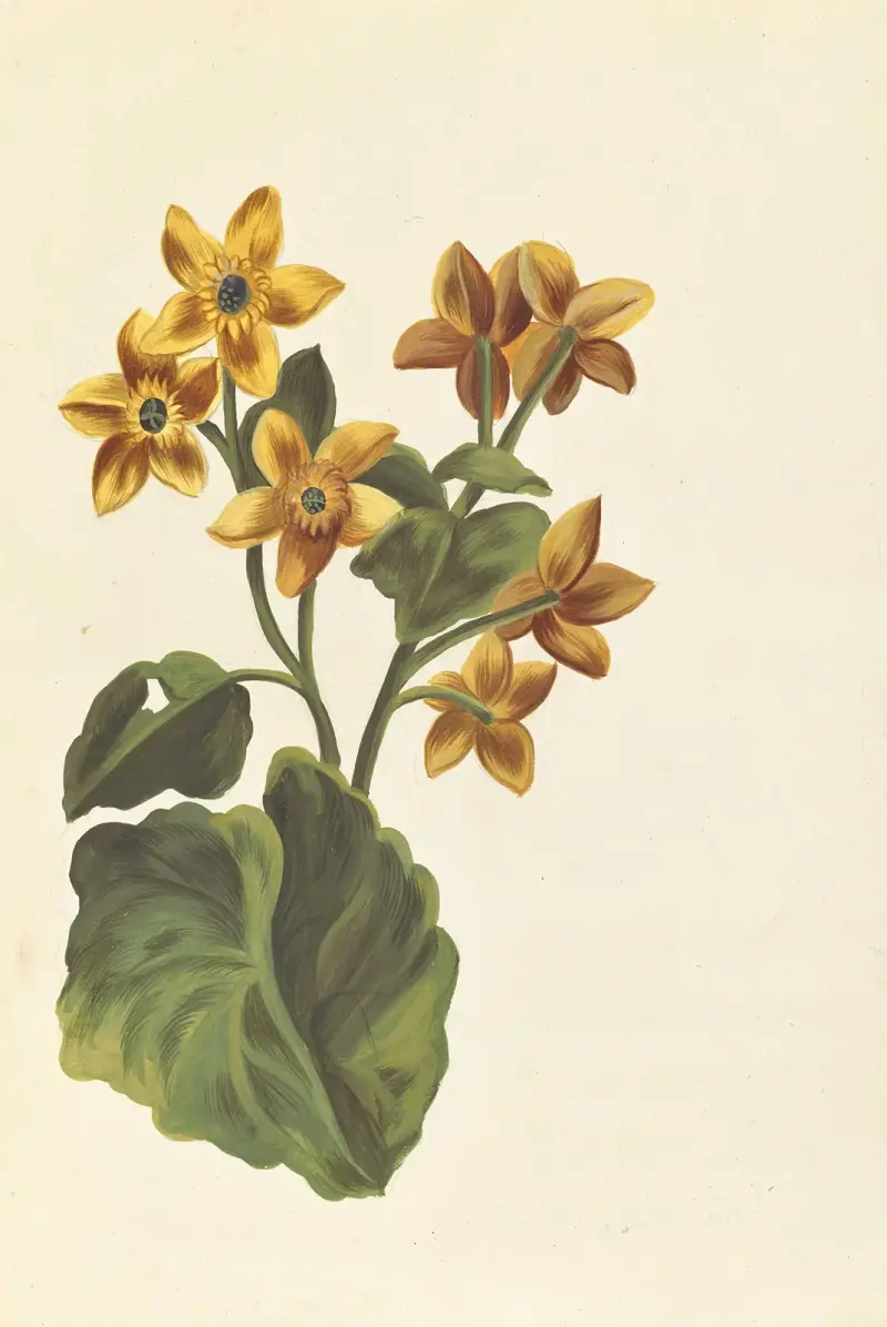 Plantes etrang par Aubriet Pl.091 av Claude Aubriet