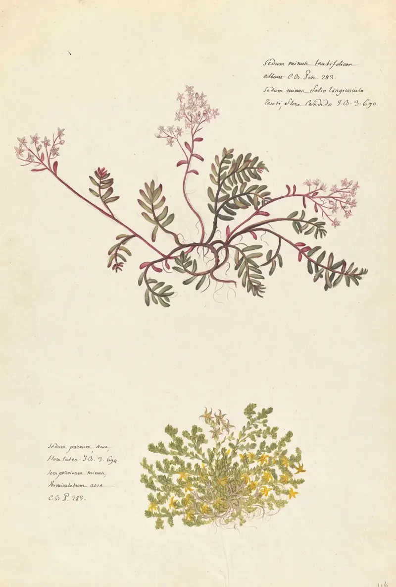 Plantes etrang par Aubriet Pl.105 av Claude Aubriet