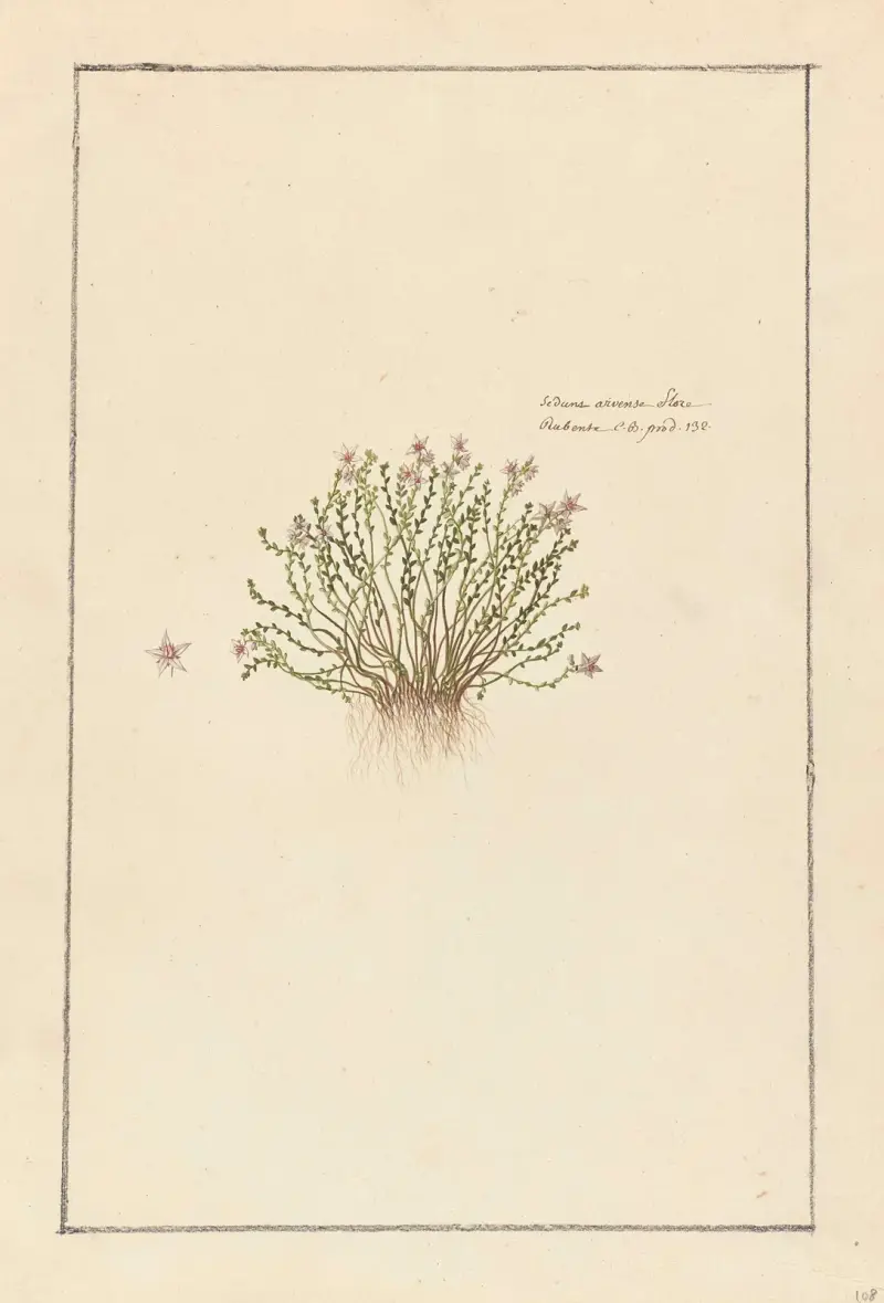 Främmande växter, plansch 107 av Claude Aubriet