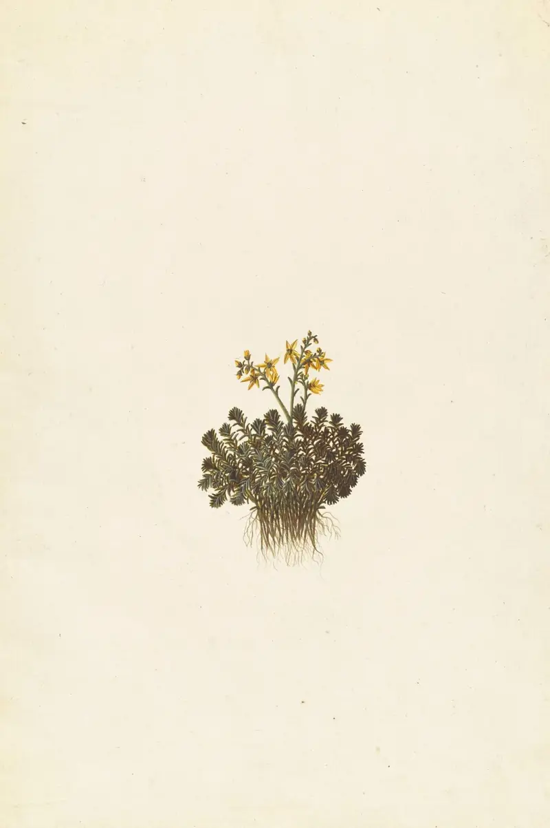 Främmande växter (Plantes étrangères), plansch 109 av Claude Aubriet