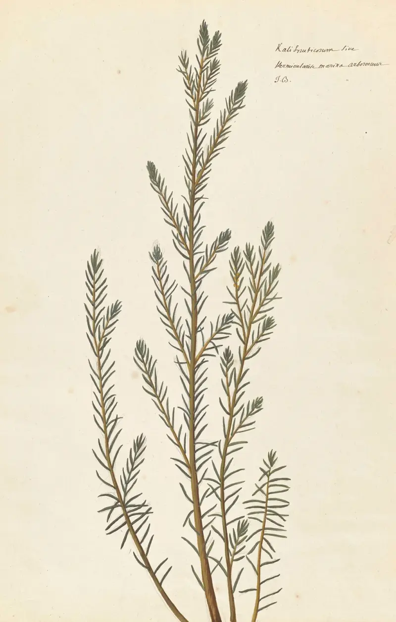 Främmande växter par Aubriet Pl.110 av Claude Aubriet