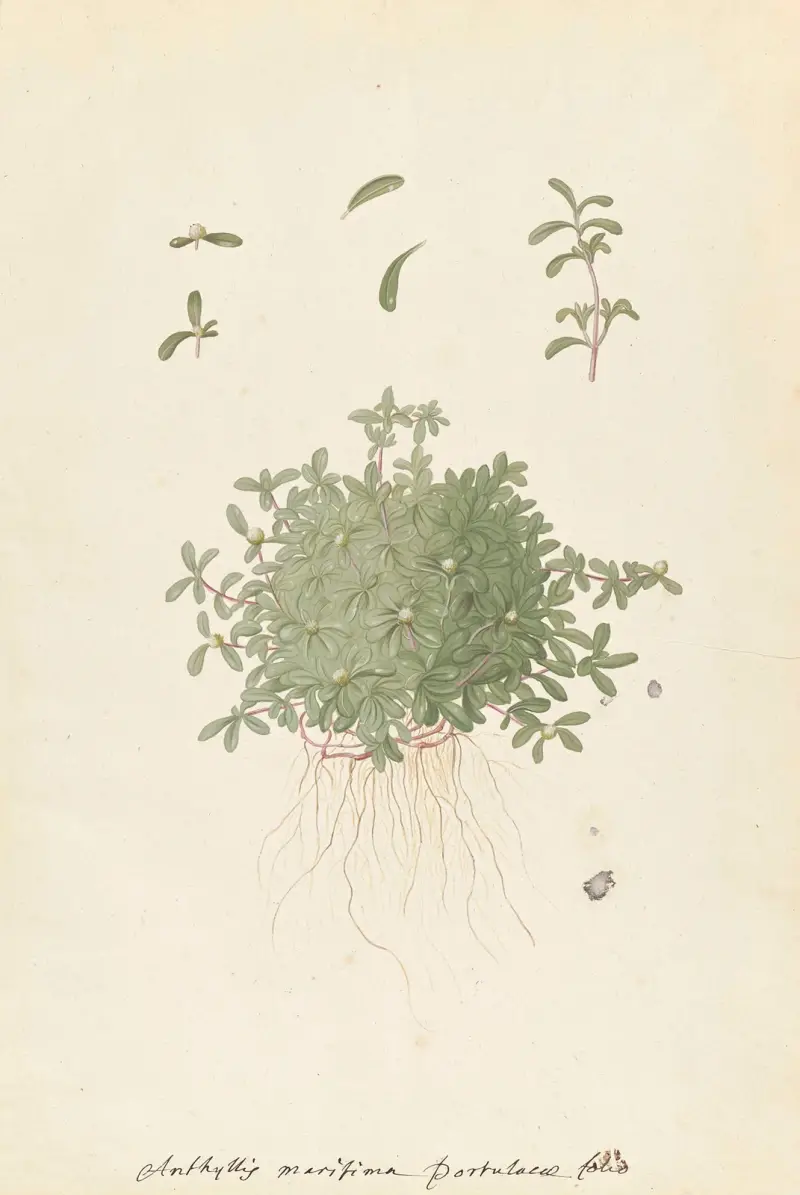 Plantes etrang par Aubriet Pl.111 av Claude Aubriet