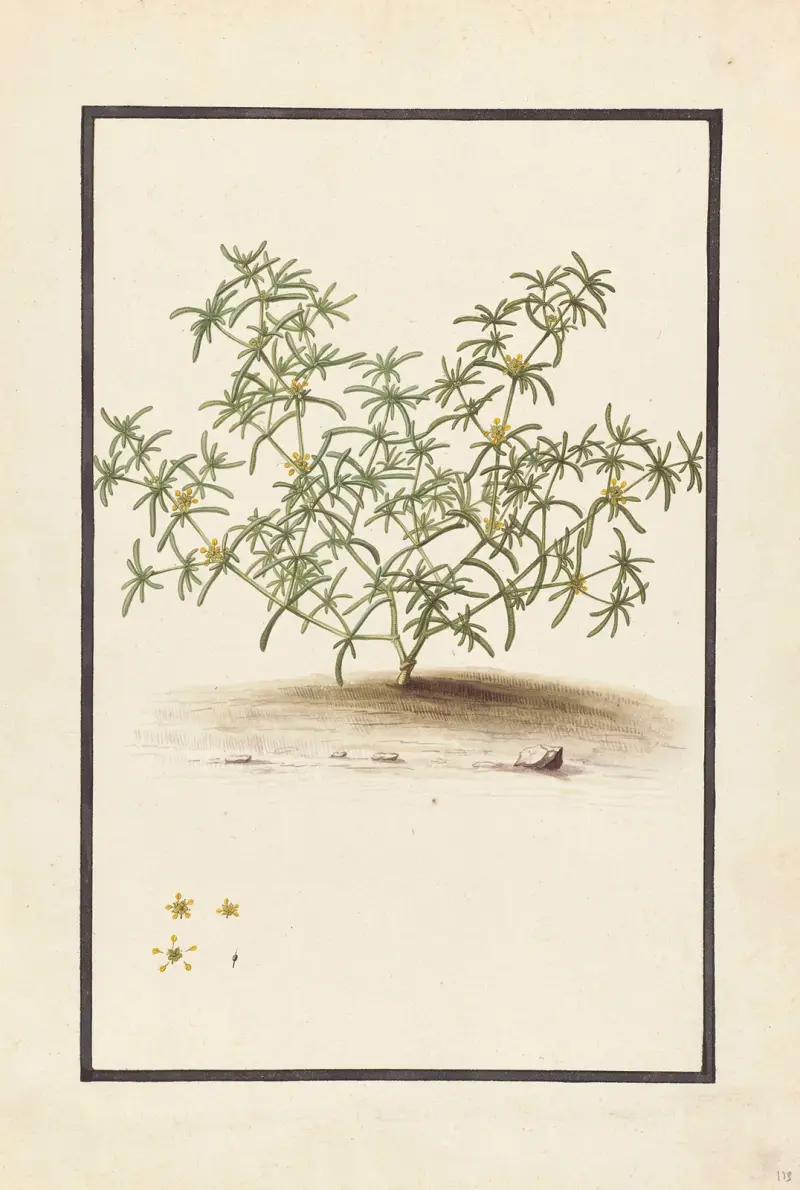 Plantes etrang par Aubriet Pl.112 av Claude Aubriet