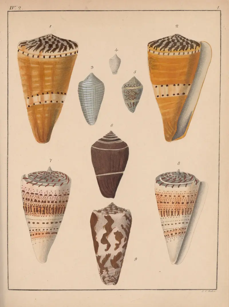 Die Familie der Coneae oder Conidae Pl.02 av Heinrich Conrad Weinkauff