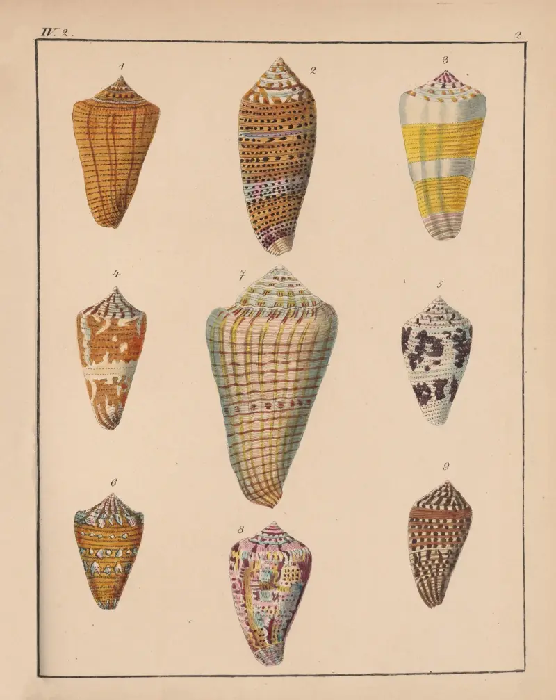 Die Familie der Coneae oder Conidae Pl.03 av Heinrich Conrad Weinkauff