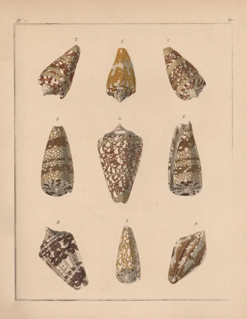 Die Familie der Coneae oder Conidae Pl.05 av Heinrich Conrad Weinkauff