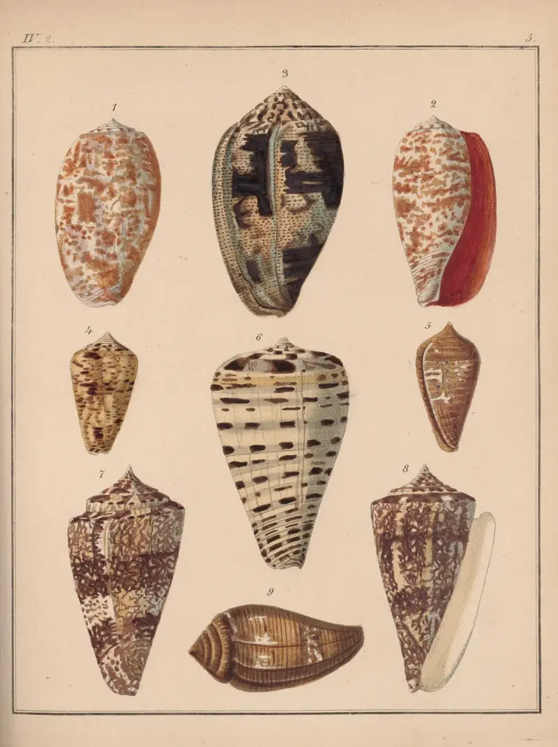 Die Familie der Coneae oder Conidae Pl.06 av Heinrich Conrad Weinkauff