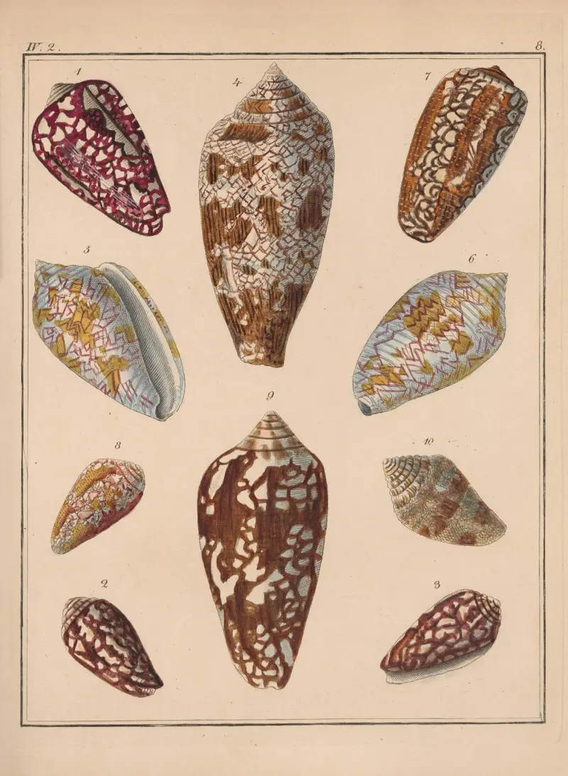 Die Familie der Coneae oder Conidae Pl.09 av Heinrich Conrad Weinkauff