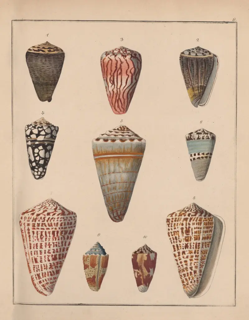 Die Familie der Coneae oder Conidae Pl.10 av Heinrich Conrad Weinkauff