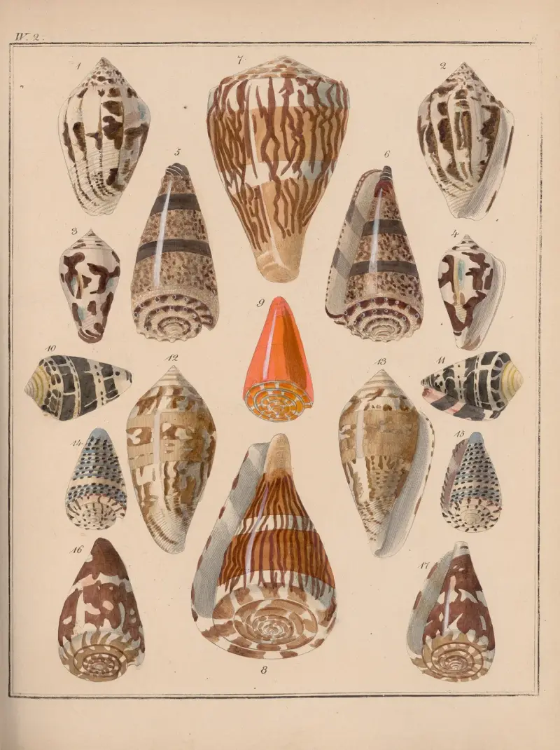 Die Familie der Coneae oder Conidae Pl.11 av Heinrich Conrad Weinkauff