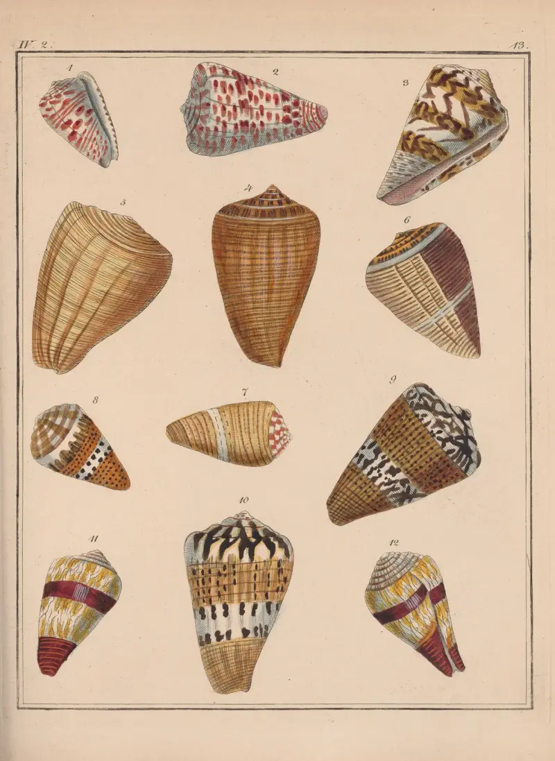 Die Familie der Coneae oder Conidae Pl.14 av Heinrich Conrad Weinkauff