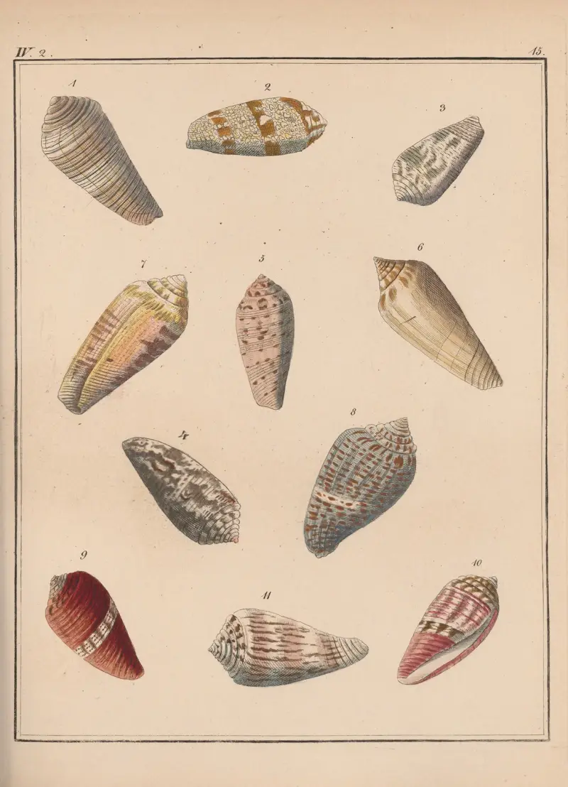 Familjen Coneae eller Conidae Pl.16 av Heinrich Conrad Weinkauff