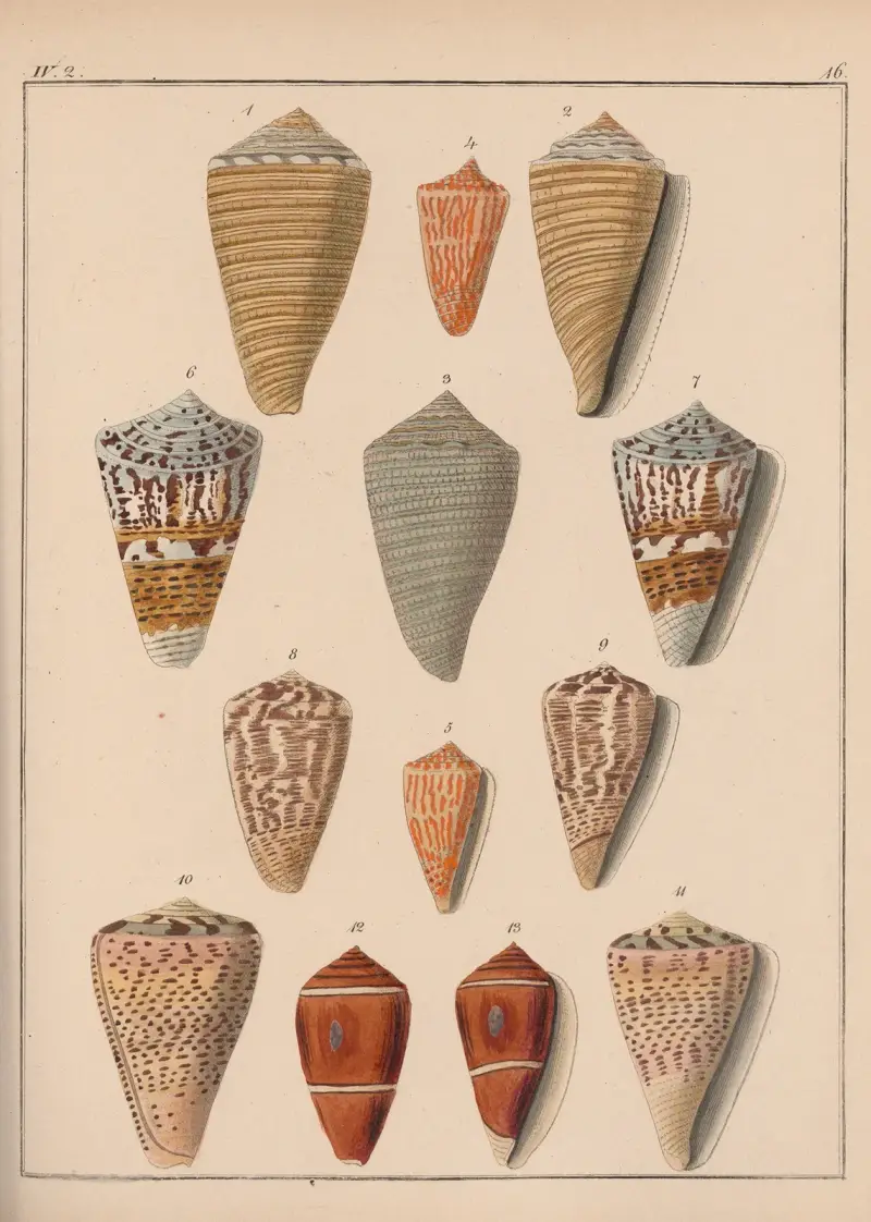 Die Familie der Coneae oder Conidae Pl.17 von Heinrich Conrad Weinkauff