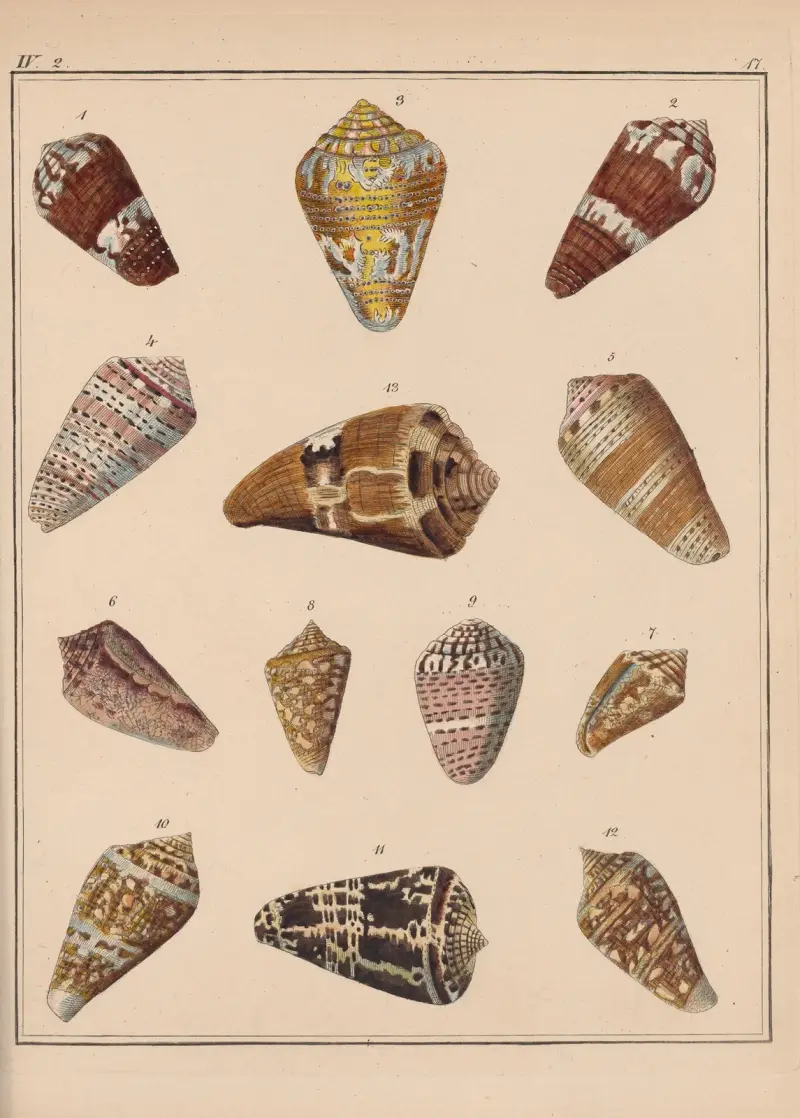 Familjen Coneae eller Conidae pl. 18 av Heinrich Conrad Weinkauff