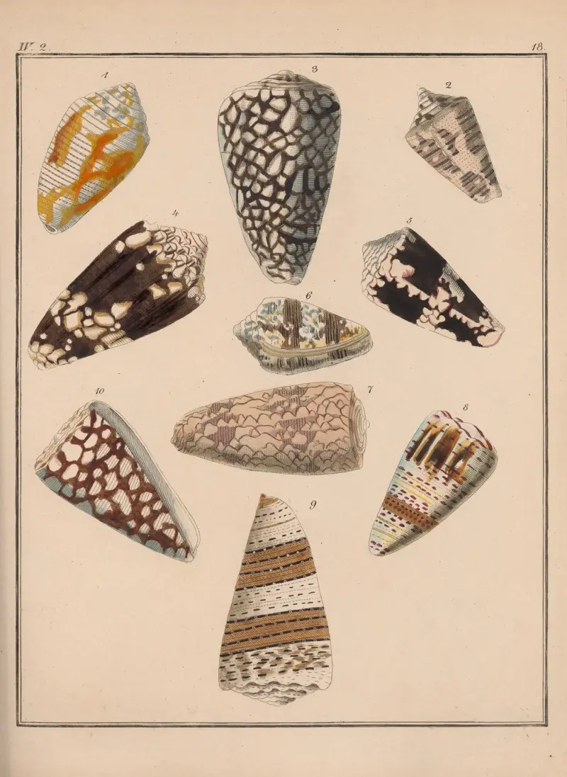 Die Familie der Coneae oder Conidae Pl.19 av Heinrich Conrad Weinkauff