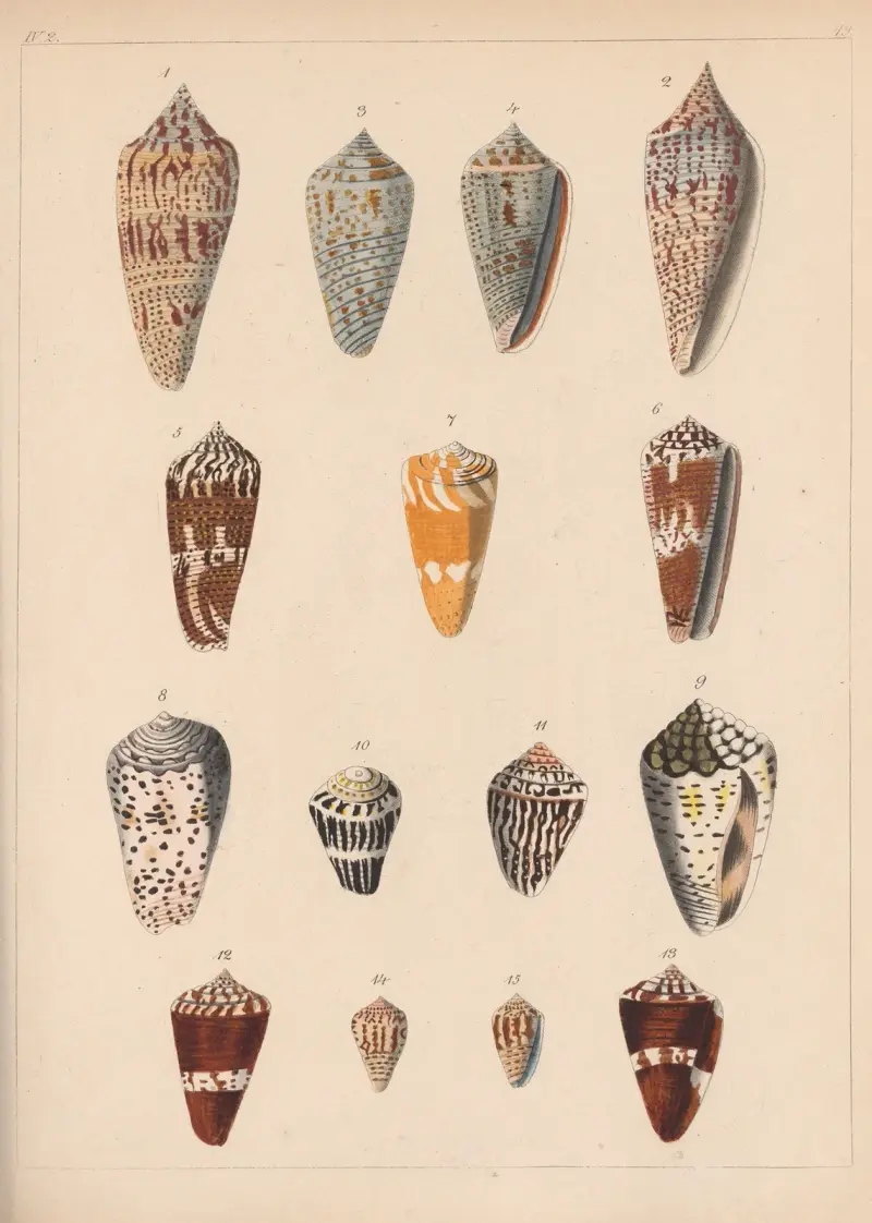 Familjen Coneae eller Conidae pl. 20 av Heinrich Conrad Weinkauff