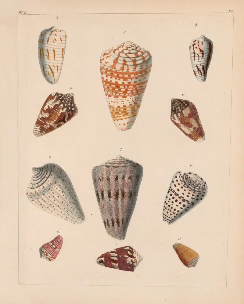 Die Familie der Coneae oder Conidae Pl.21 av Heinrich Conrad Weinkauff